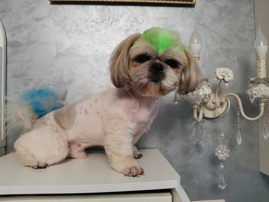 Стрижка собак і котів