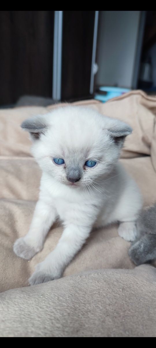 Kot kocur brytyjski silver point