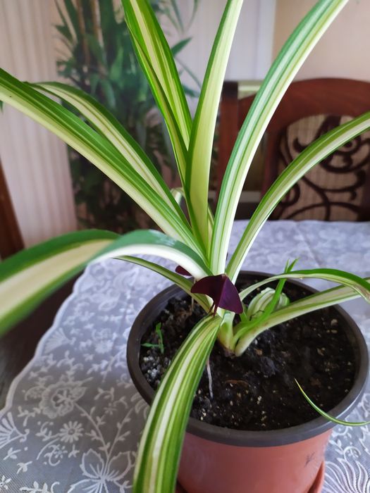 Хлорофитум.   хохлатый, молодое растение