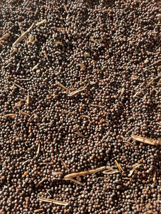 Насіння капусти кейл (кале)