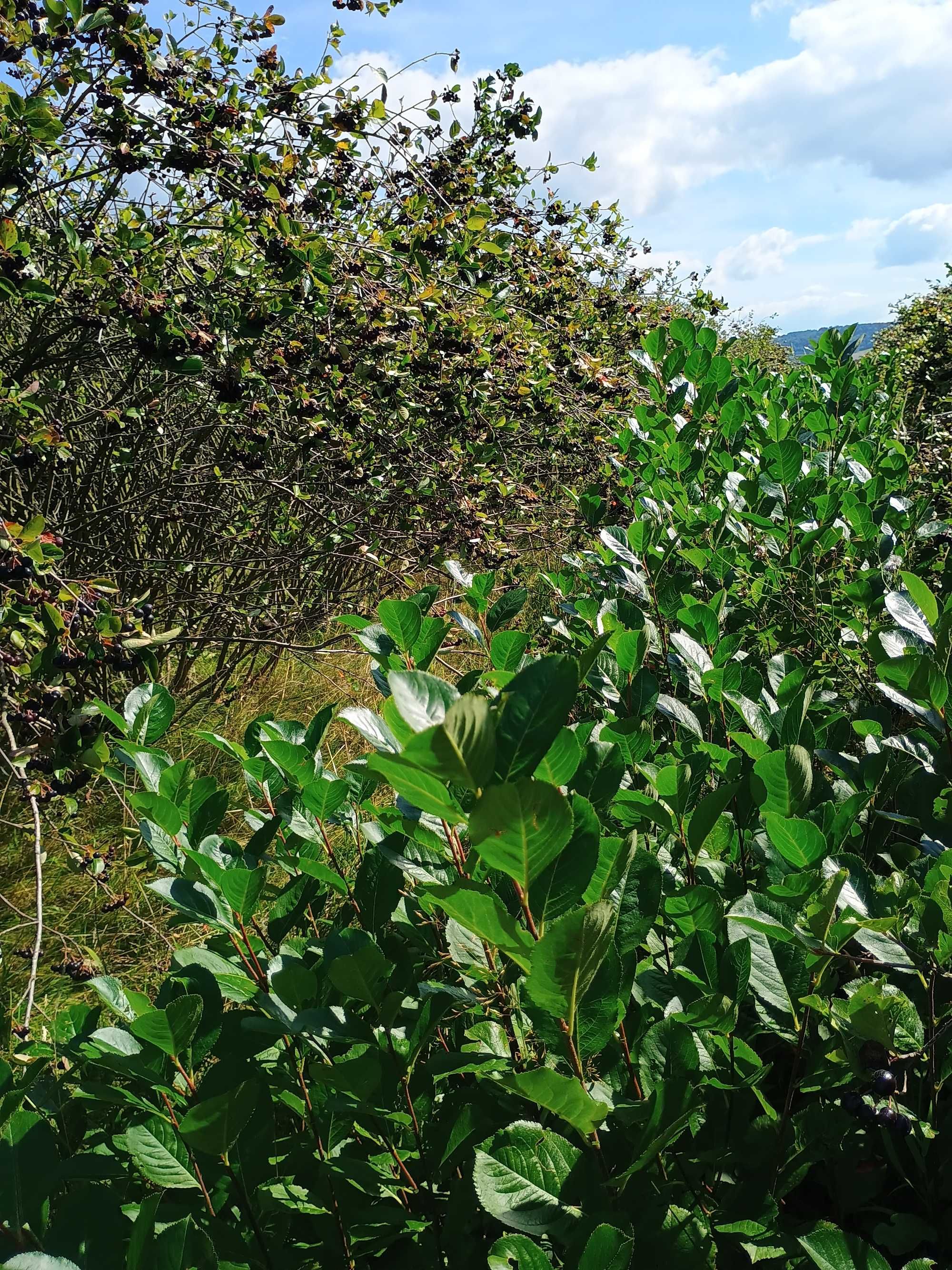 ARONIA z Gospodarstwa Ekologicznrgo