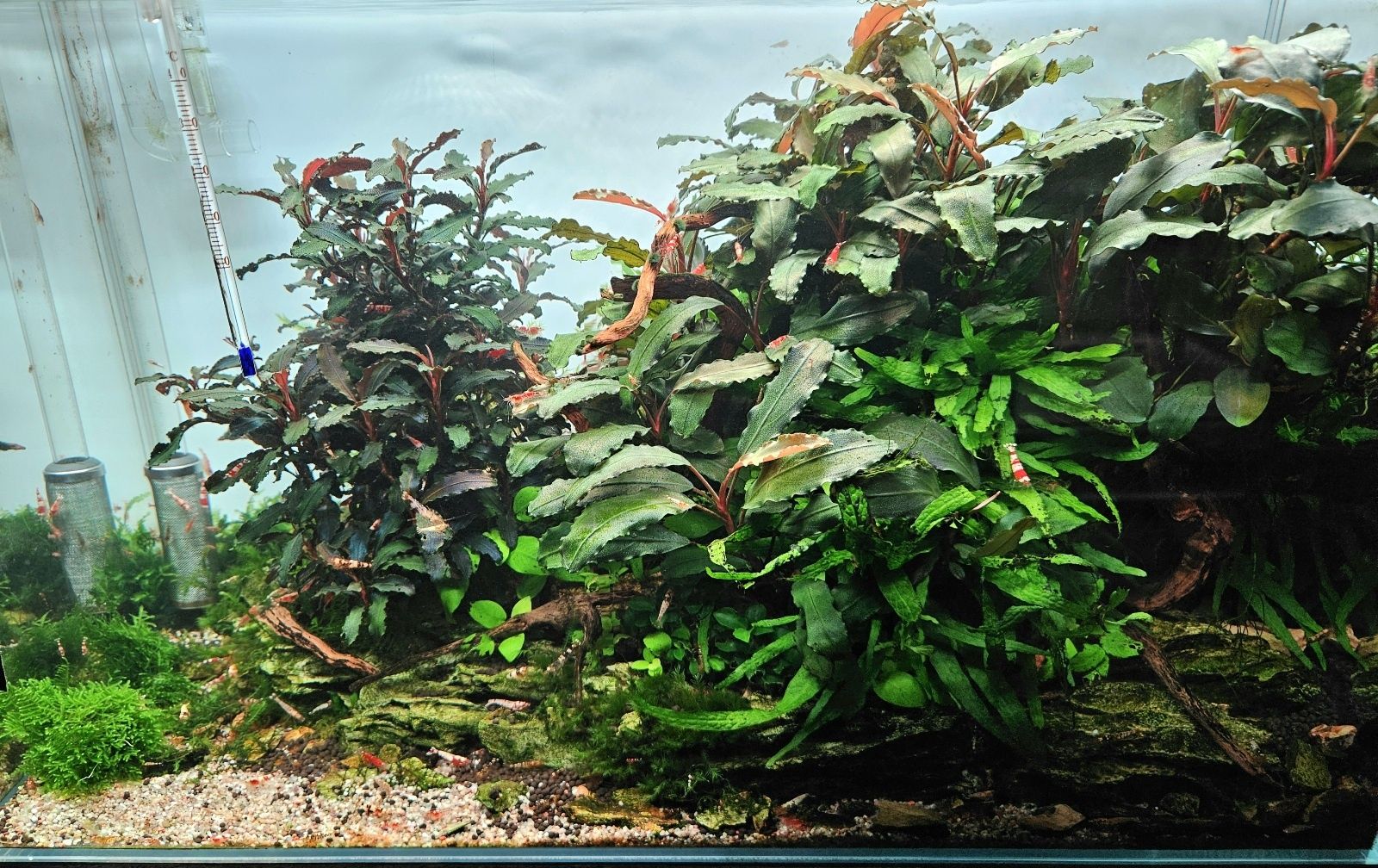Całe życie, krewetki caridina,bucephalandra, microsorium, mchy