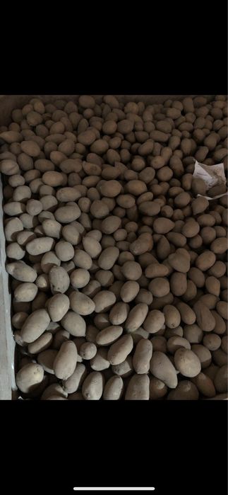 Ziemniaki sadzeniaki catania