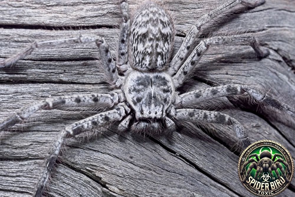 Holconia murayensis L3