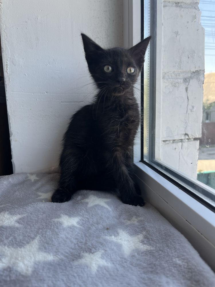 Котенята, котята, котики, котёнок, кіт, кот, котеня хлопчик з притулку