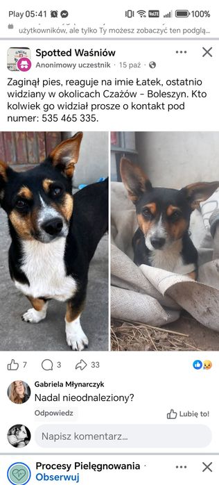 Zaginął piesek, poszukiwany
