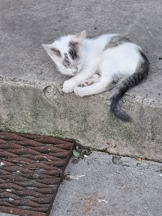 Mlode kociaki do oddania