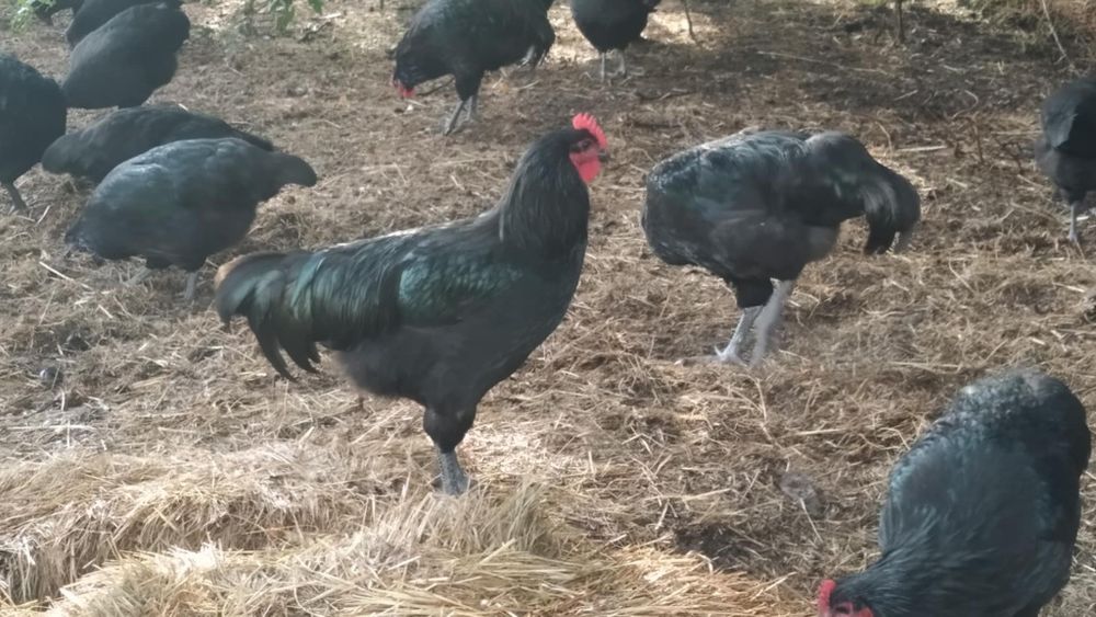 Koguty australorp