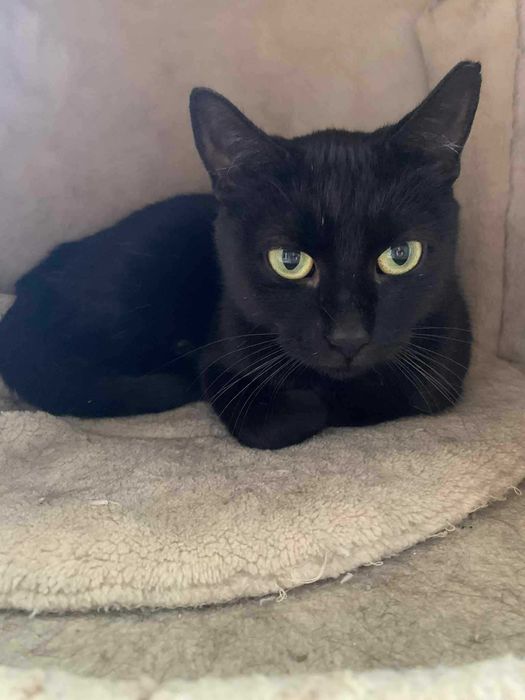 Kirke Szuka Domu- Fundacja Małe Łapki