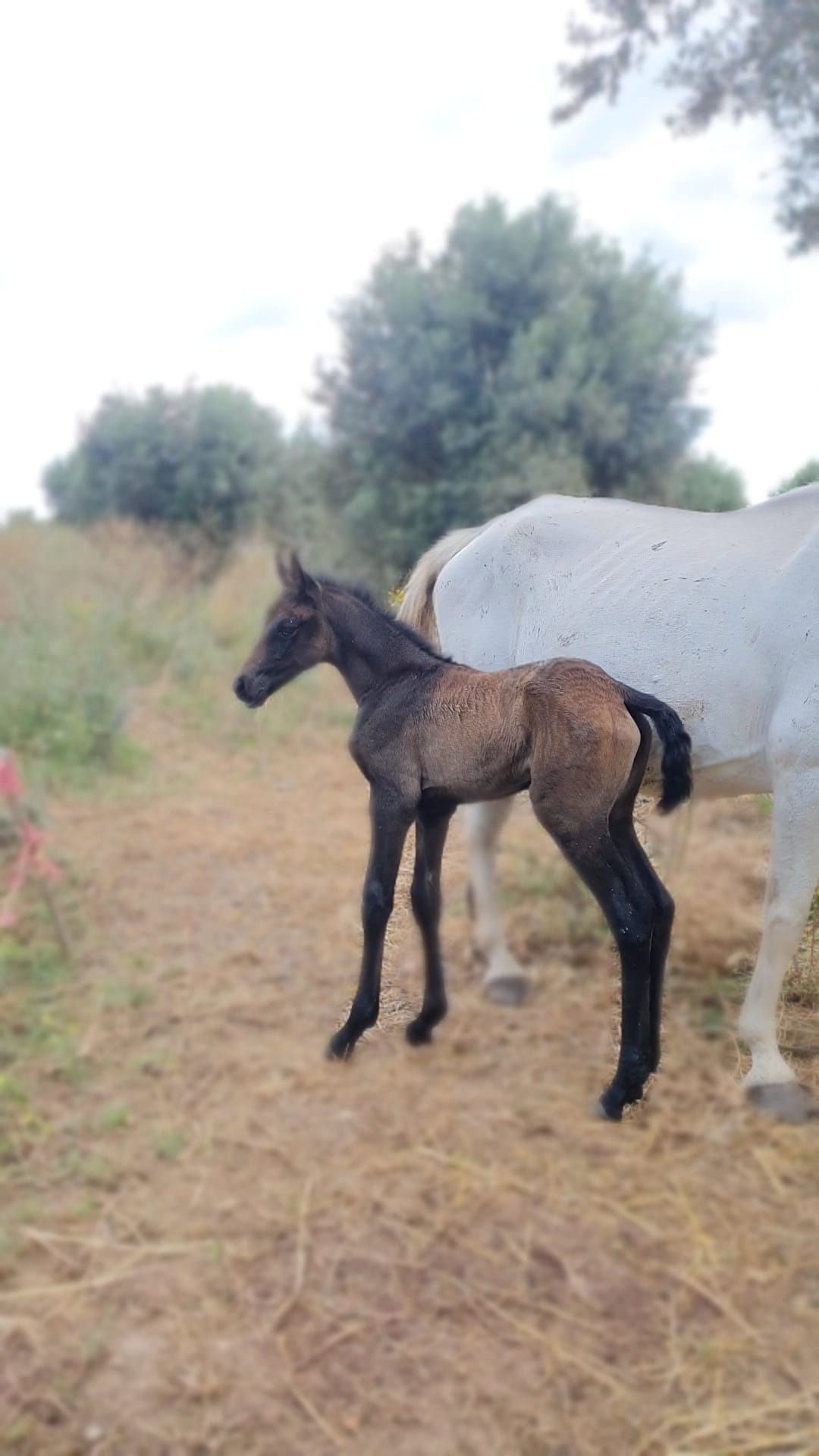 Disponivel egua PSL pontuada e Afilhada