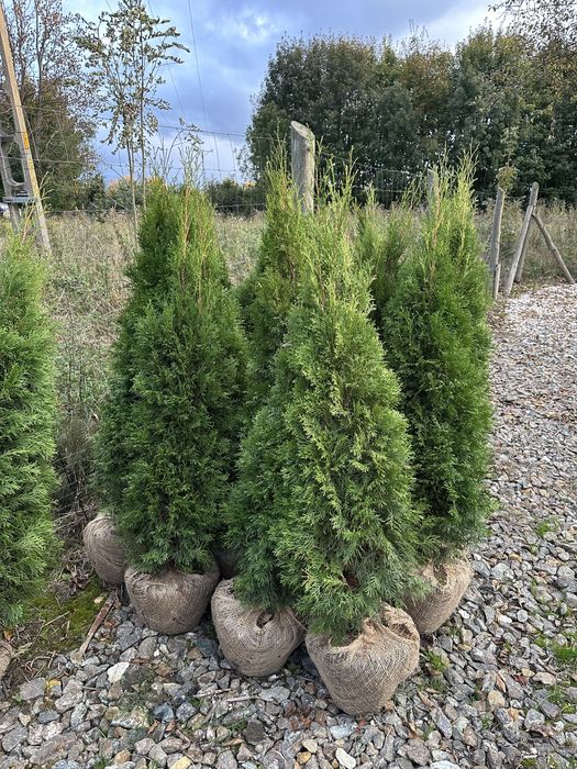 Tuja tuje szmaragdy SADZENIE transport PRODUCENT