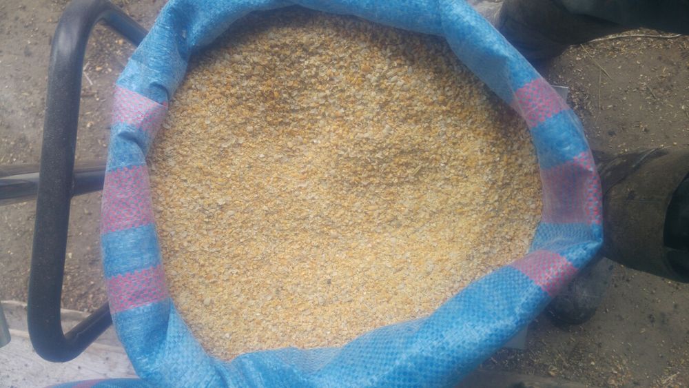 MIELONA kukurydza, pszenica, groch. Mieszanki dla kur