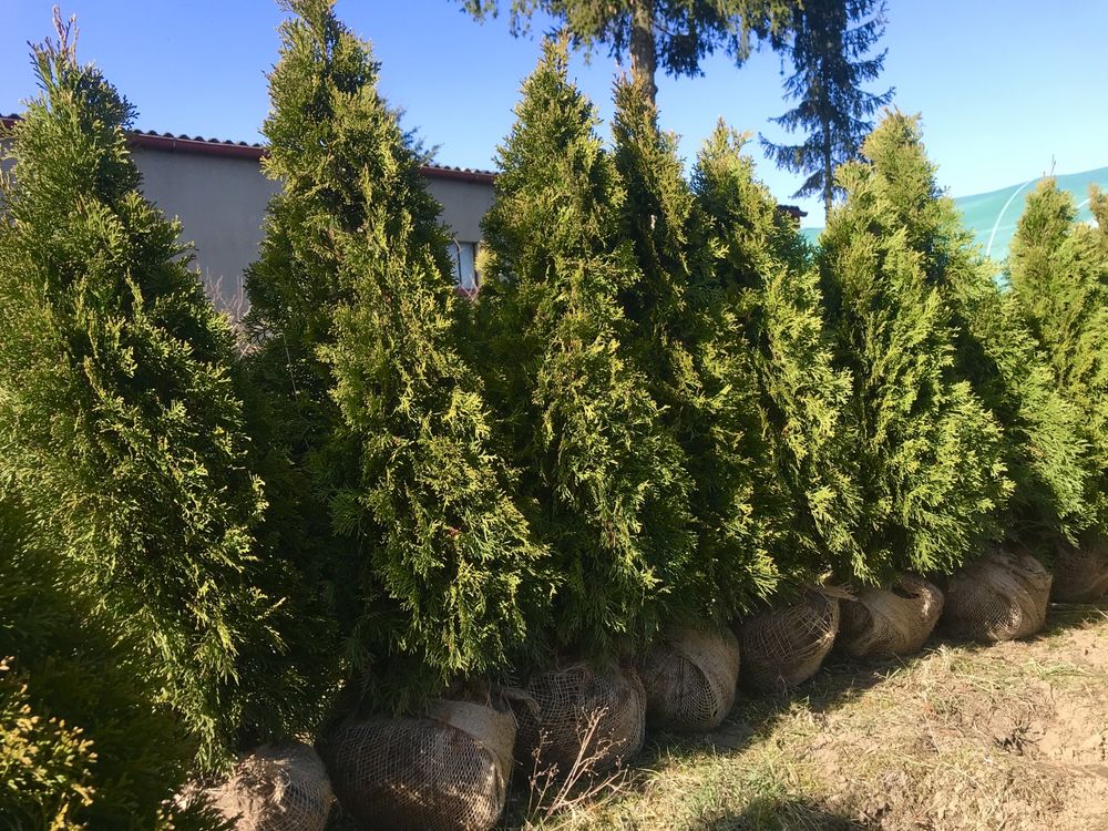 Tuja Szmaragd 100cm Bydgoszcz Thuja Smaragd