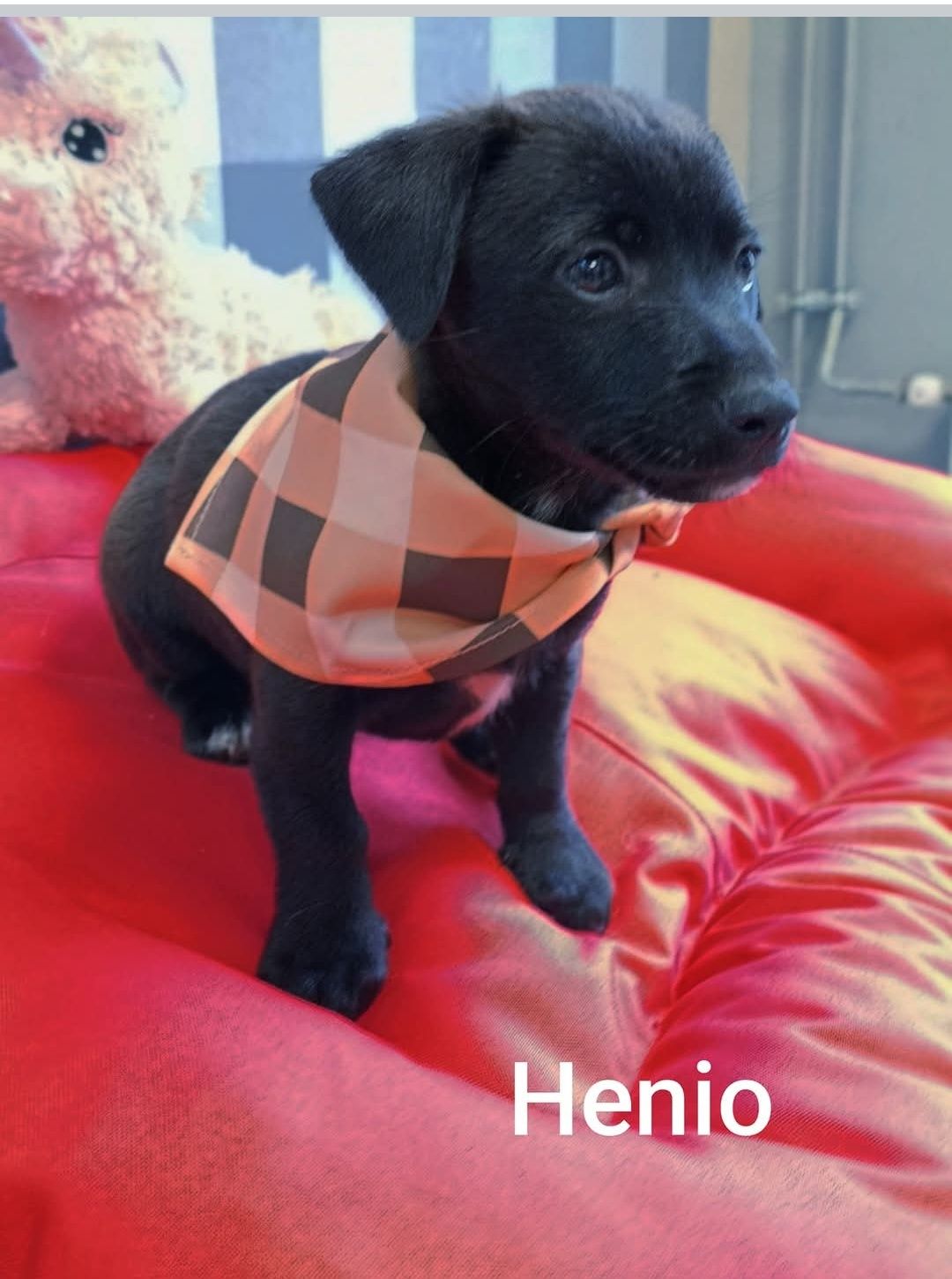 Gucio ,Henio i Jadzia opłacają się do adopcji :)