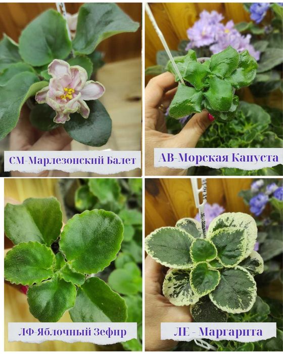 Дітки сортових фіалок, стартери, листочки