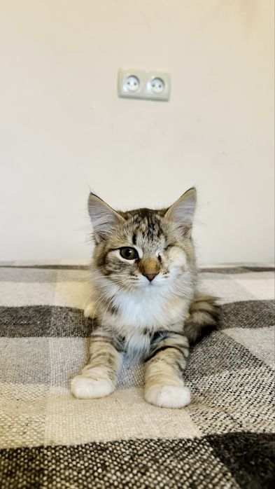 Котенок(девочка 2.5месяца)