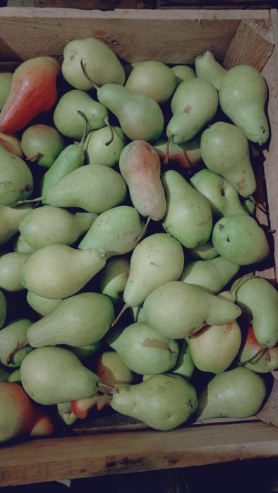 Продам грушу Талгарская Красавіца