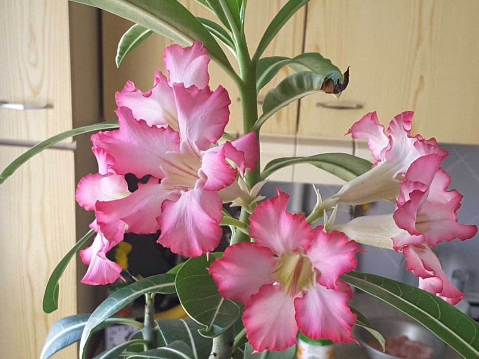 АДЕНИУМ обесум - свежий срез, ГРАНАТ - молодые деревца