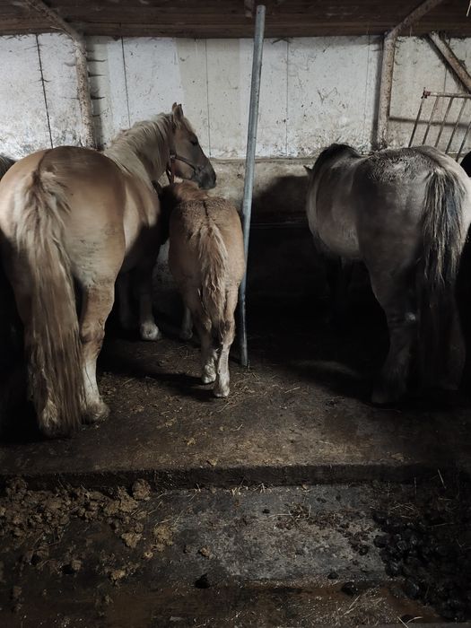 Sprzedam konie źrebne i do zaprzęgów różne maść