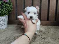 Bichon Maltês Fêmea