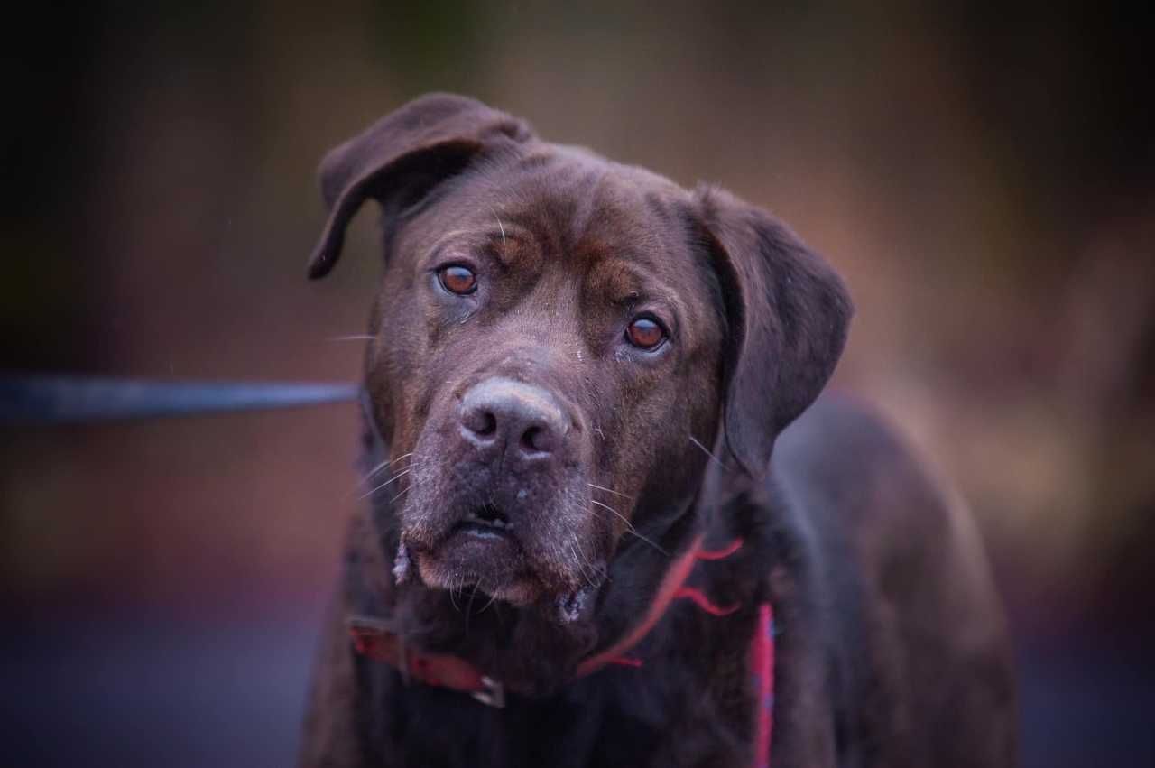 Mila - wspaniała sunia, mix cane corso czeka na dom!