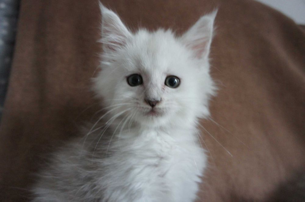 przepiękna dziewczynka Maine coon - FPL/FIFE/WCC  - shaded - ns11