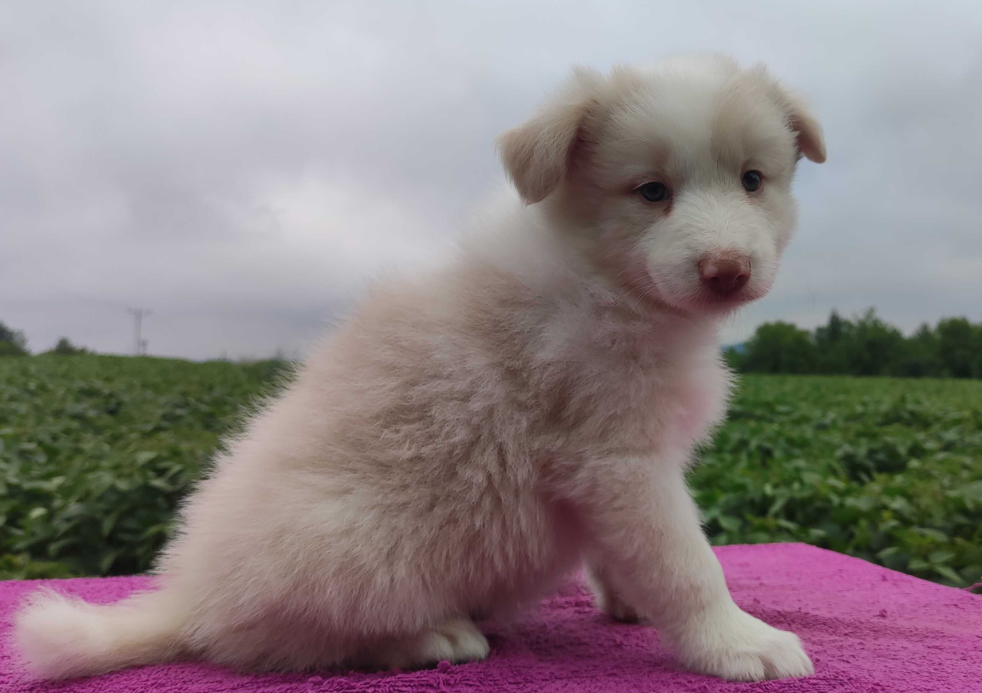 Border Collie - Rasowy pies maści ee-red, komplet dok.