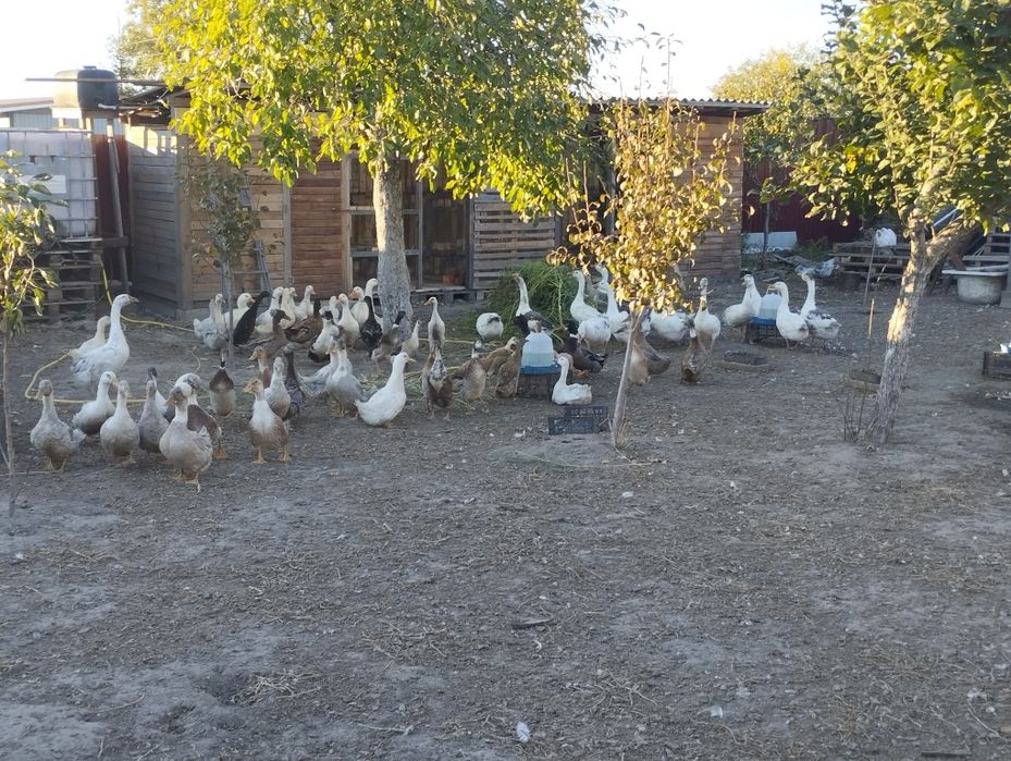 Продам гусей 5 місяців.