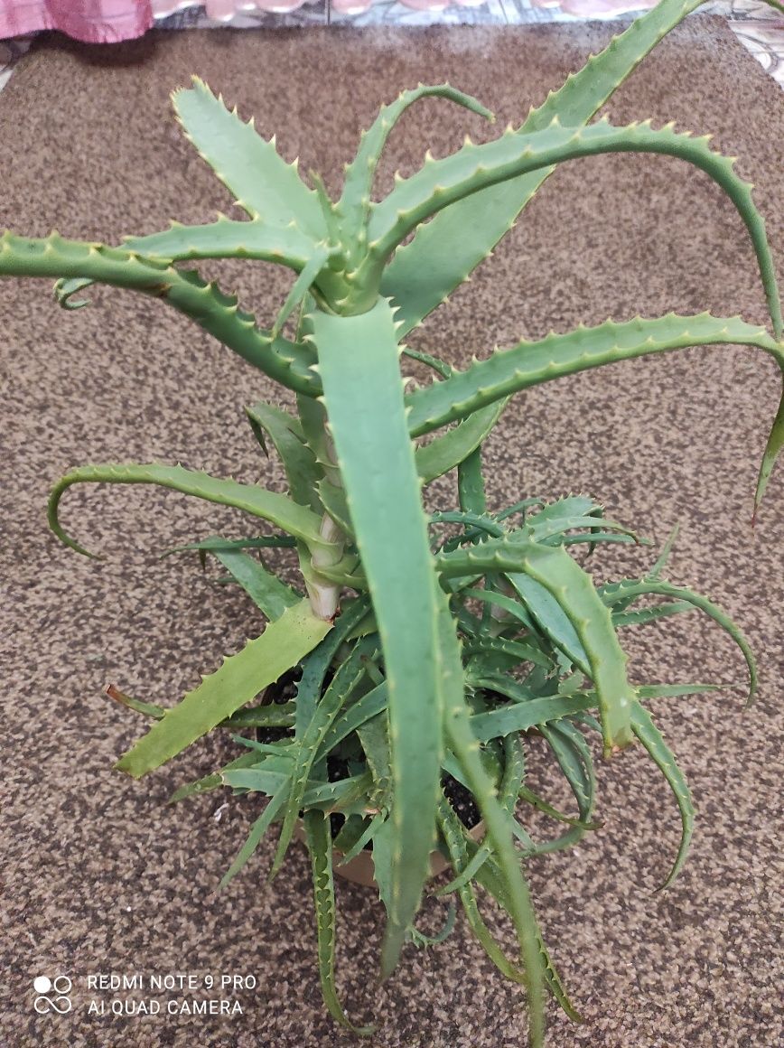 Aloes drzewiasty leczniczy, duża roślina  z młodymi szczepami