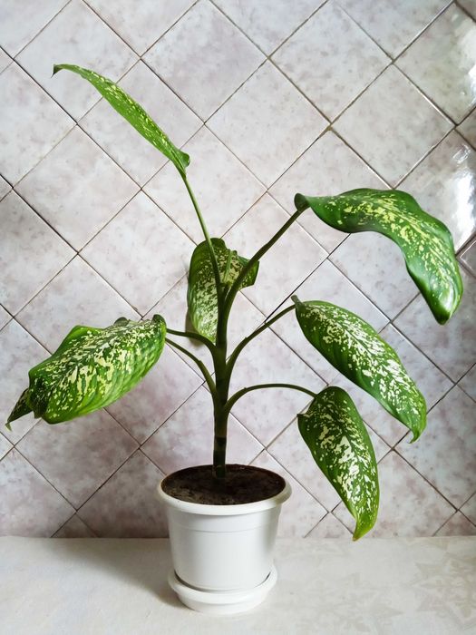 Диффенбахия недорого