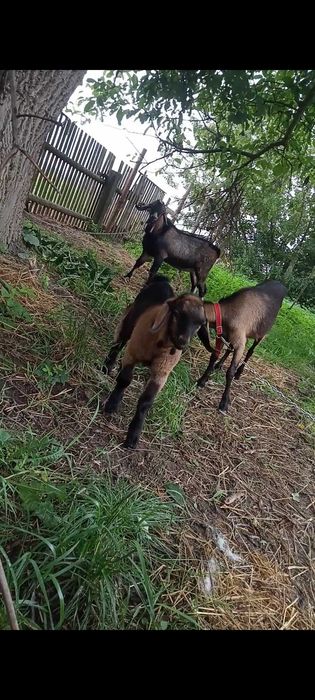 Sprzedam piękną kózkę