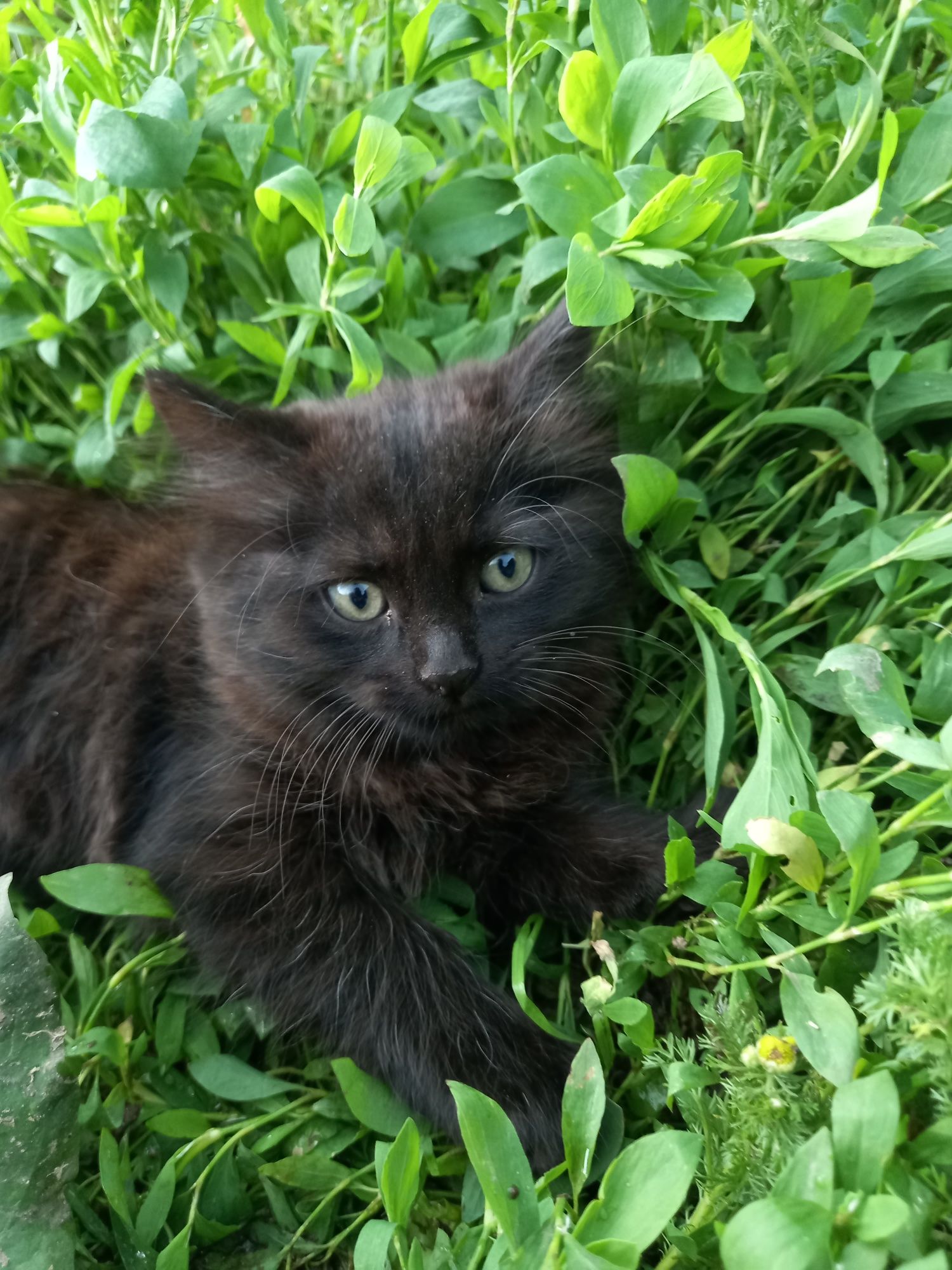 Котята дівчинки в добрі руки