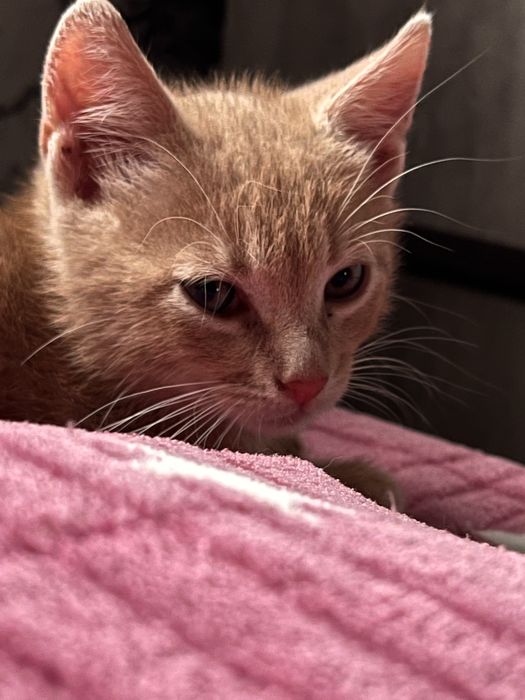 Отдаю бестплатно маленьких двух котят