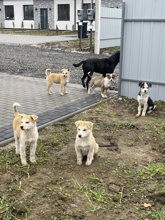 Бездомні цуцики шукають сімʼю