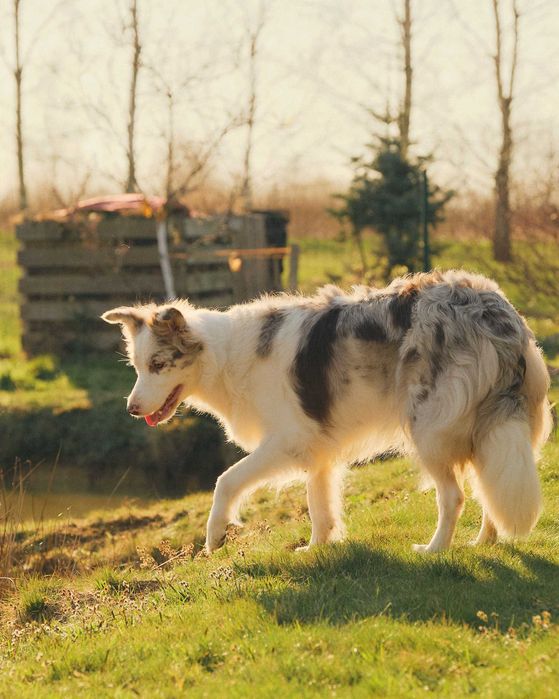 Border Collie ZKwP FCI zapowiedź miotu aktualizacja 30.09