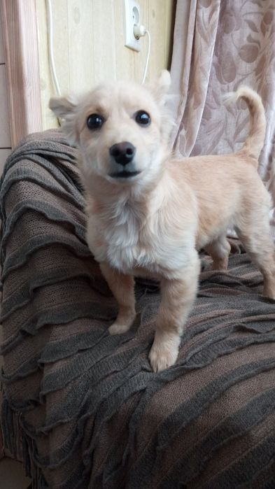 Віддам в дар  цуценя