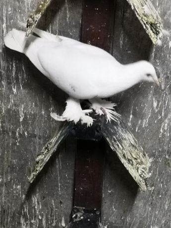 Bocian samiec łapciaty, gołębie ozdobne