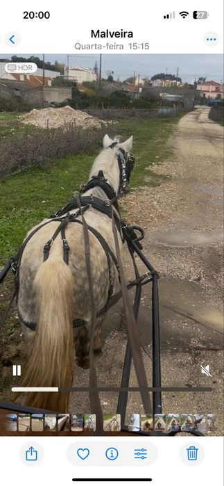 Ponei femea 1,18m mini egua