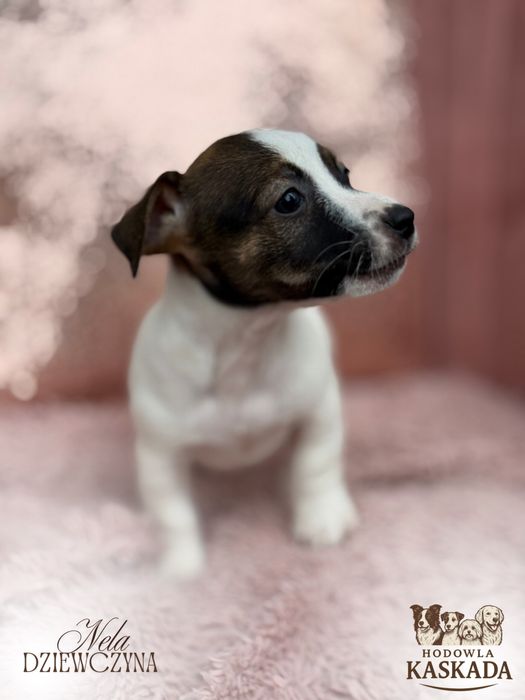 Jack Russell Terrier suczka o imieniu NELA