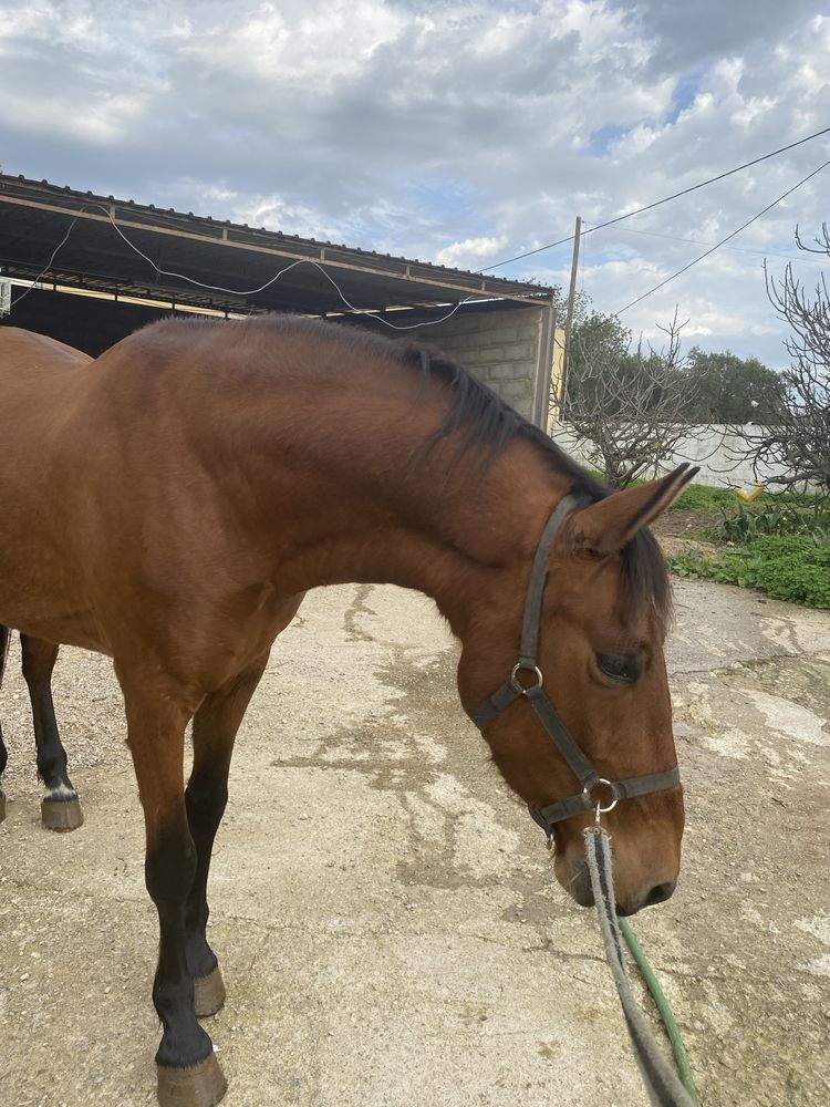 Cavalo castrado, 6 anos, livro verde
