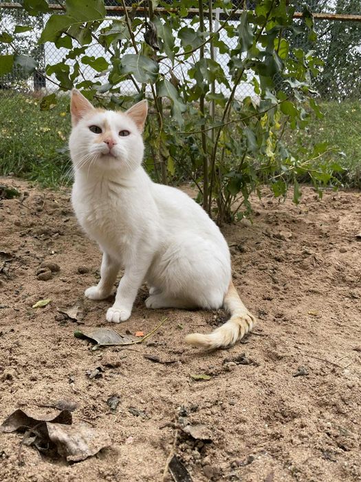 DUSZEK kocur kot adopcja rudy schronisko