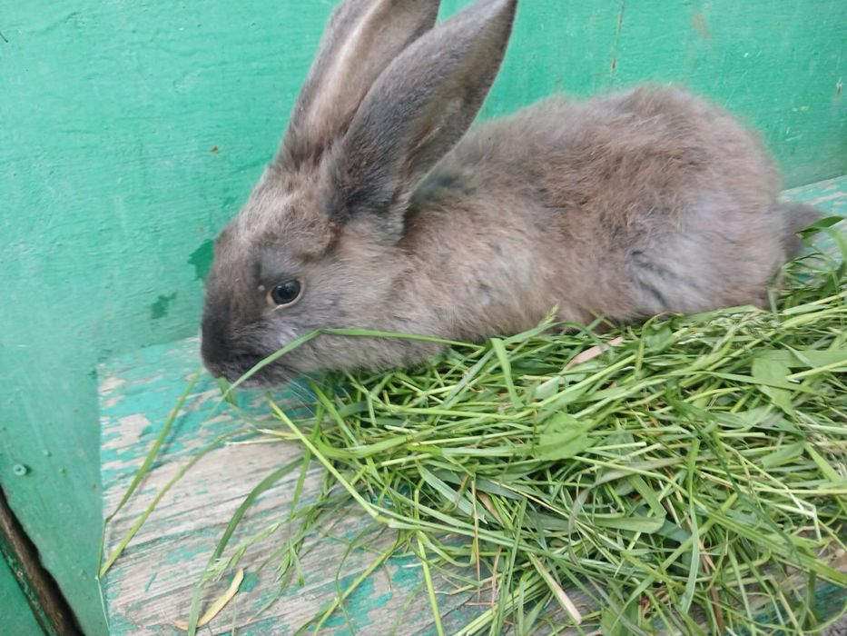 Продам кроликів (сіамської, каліфорнійської породи, полтавське срібло)