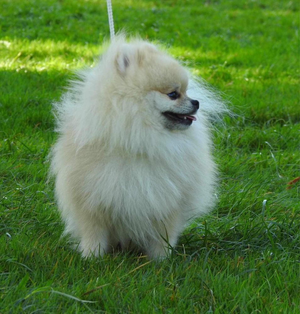 reproduktor Szpic Miniaturowy Pomeranian