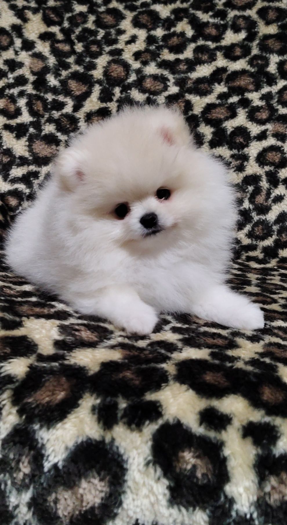 Szpic miniaturowy pomeranian