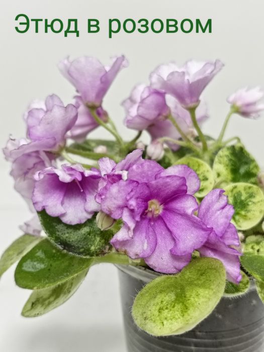 Продам фіалки сортові