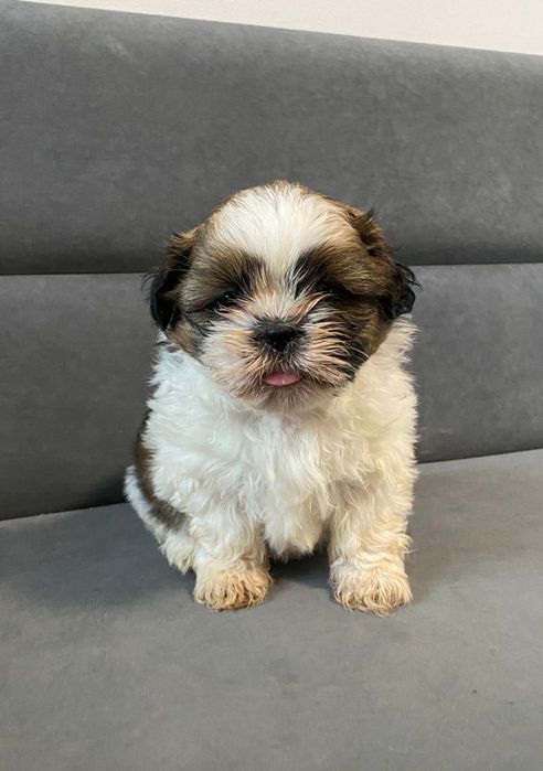Shih tzu TRI color