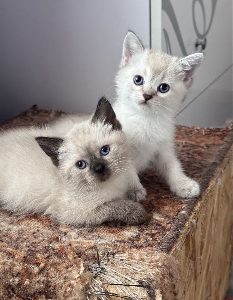 Британские котята