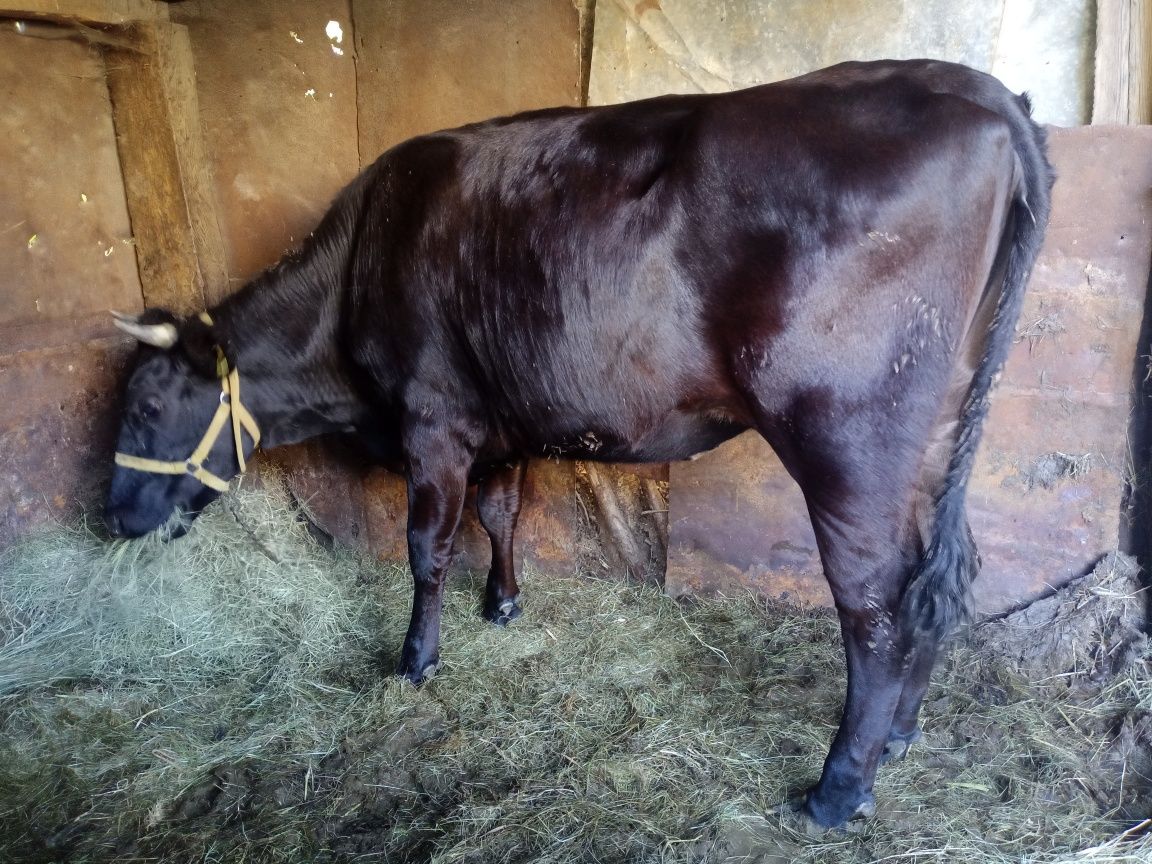 Jałówka angus x hf 2024
