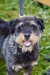 Kodi- uroczy mix terier do adopcji