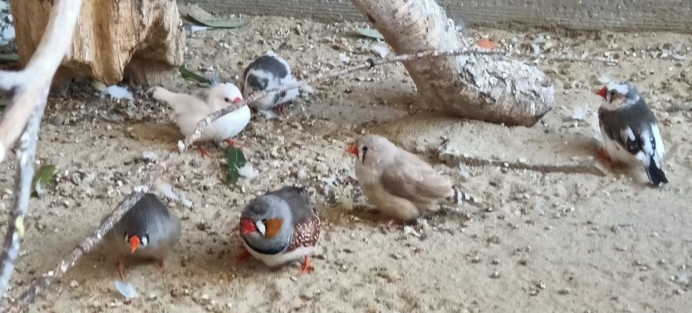 Zeberki, amadyna zebrowata